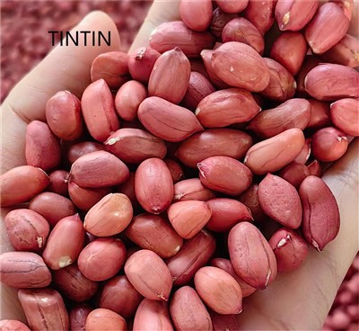 الفول السوداني بالجملة الفول السوداني الخام الجلد الأحمر الفول السوداني